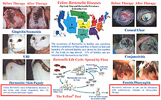 Bartonella cat treatment deals
