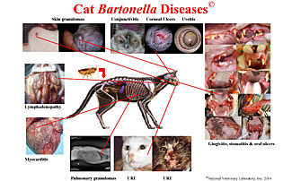 treatment for bartonella in cats