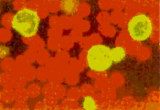 FeLeuk<sup>®</sup> FeLV Positive IFA Test: Antigen in WBCs